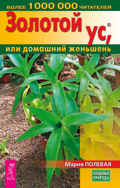 Золотой ус, или домашний женьшень Золотой ус, или домашний женьшень