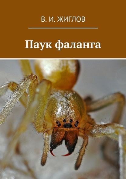 Паук фаланга Паук фаланга